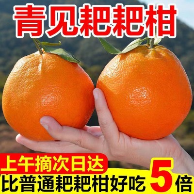 甜四川青见柑橘非丑橘耙耙柑春见耙耙柑应季新鲜水果粑粑柑不知火图4