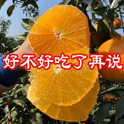 甜四川青见柑橘非丑橘耙耙柑春见耙耙柑应季新鲜水果粑粑柑不知火图5