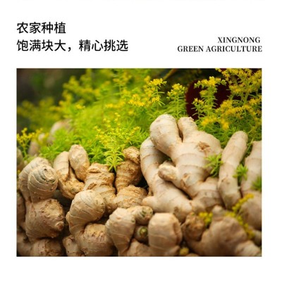 现货生姜水洗姜 山东大姜3斤 1件代发图3