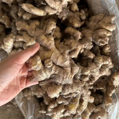 包邮云南小黄姜生姜现挖现发带泥黄姜个大不碎 嫩姜新货 接团购图2