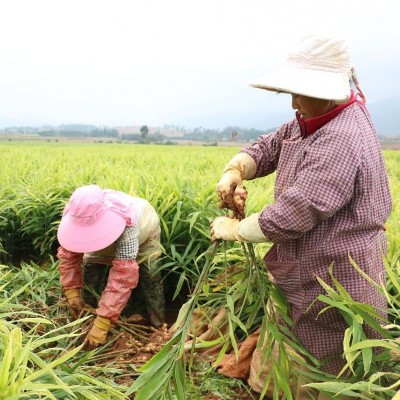 包邮云南小黄姜生姜现挖现发带泥黄姜个大不碎 嫩姜新货 接团购图4