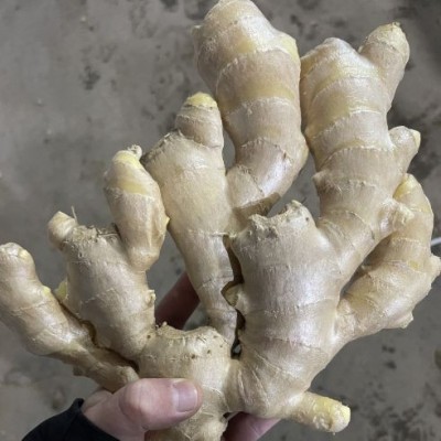 包邮风干山东大黄姜生姜老姜无泥非嫩姜不断不碎大块靓货图2