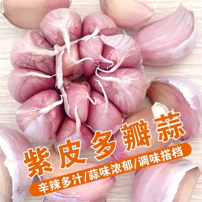 紫皮大蒜6厘米蒜王1斤山东大蒜头源头工厂批发支持各平台代发图3