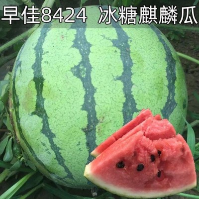 西瓜新鲜水果现摘现发8424西瓜薄皮甜西瓜冰糖麒麟瓜超甜水果包邮图2