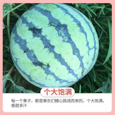 西瓜新鲜水果现摘现发8424西瓜薄皮甜西瓜冰糖麒麟瓜超甜水果包邮图3