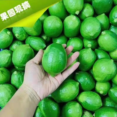 【发顺丰】广东香水柠檬大果 青柠檬 香水柠檬 无籽青柠 果园直发图5