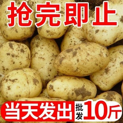 【批发价】黄皮土豆10斤批发新鲜蔬菜现挖马铃薯洋芋非红皮半个图3