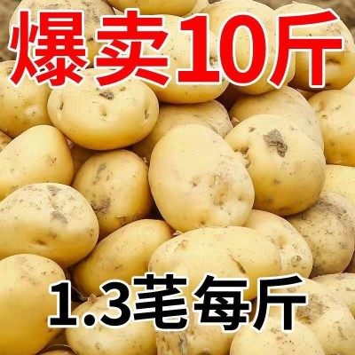 【批发价】黄皮土豆10斤批发新鲜蔬菜现挖马铃薯洋芋非红皮半个图2