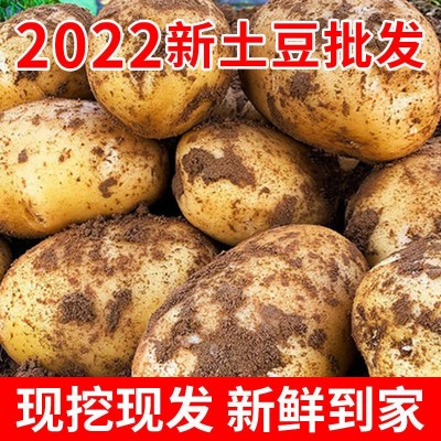 【现挖现发】黄皮土豆10斤批发新鲜蔬菜马铃薯洋芋整箱图4