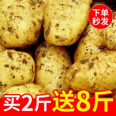 【现挖现发】黄皮土豆10斤批发新鲜蔬菜马铃薯洋芋整箱图2