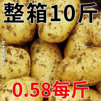 【现挖现发】黄皮土豆10斤批发新鲜蔬菜马铃薯洋芋整箱图5