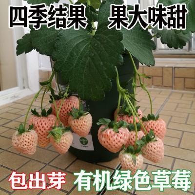 进口四季易活奶油草莓种子室内阳台庭院盆栽冬季蔬菜种子水果种籽图2