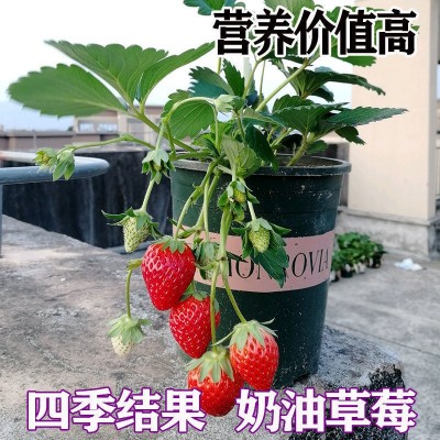 进口四季易活奶油草莓种子室内阳台庭院盆栽冬季蔬菜种子水果种籽图3