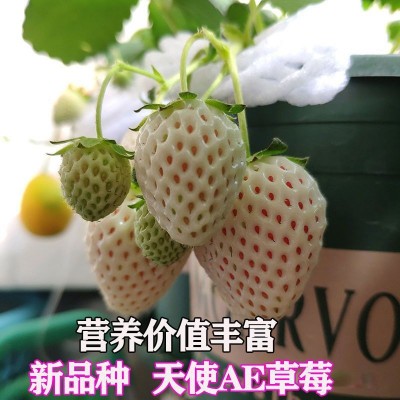 进口四季易活奶油草莓种子室内阳台庭院盆栽冬季蔬菜种子水果种籽图4