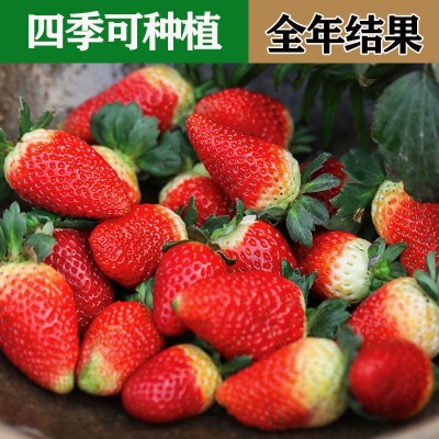 进口四季易活奶油草莓种子室内阳台庭院盆栽冬季蔬菜种子水果种籽图5