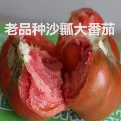 非转基因老品种大番茄种子 杠六九西红柿 阳台庭院蔬菜种子可留种图2