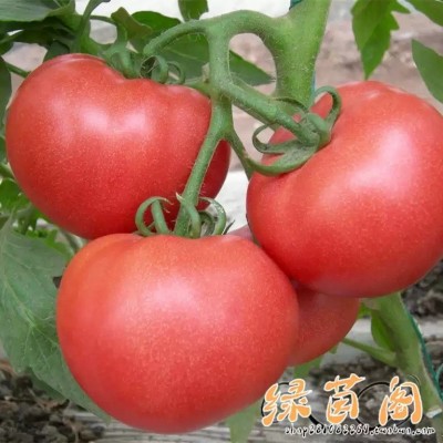非转基因老品种大番茄种子 杠六九西红柿 阳台庭院蔬菜种子可留种图3