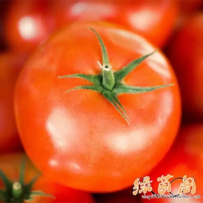 非转基因老品种大番茄种子 杠六九西红柿 阳台庭院蔬菜种子可留种图4