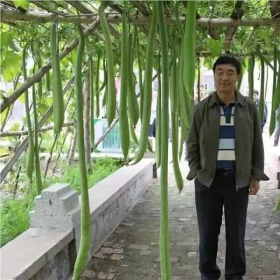 【巨型特长丝瓜种子】高产丝瓜种子庭院阳台盆栽菜种子四季播蔬菜图3