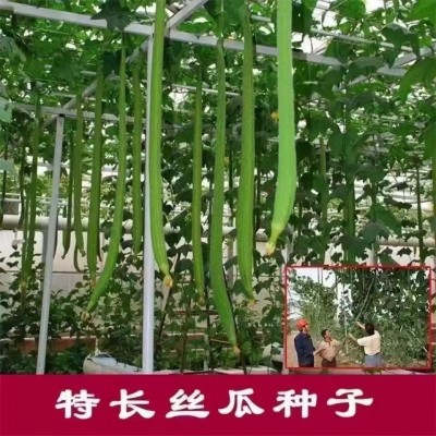 【巨型特长丝瓜种子】高产丝瓜种子庭院阳台盆栽菜种子四季播蔬菜图2