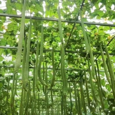 【巨型特长丝瓜种子】高产丝瓜种子庭院阳台盆栽菜种子四季播蔬菜图4