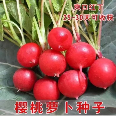 樱桃萝卜子籽樱桃萝卜种籽小水果萝卜春夏秋冬四季播盆栽蔬菜种子图2