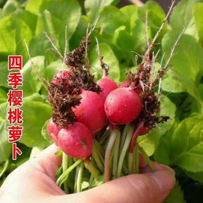 樱桃萝卜子籽樱桃萝卜种籽小水果萝卜春夏秋冬四季播盆栽蔬菜种子图4