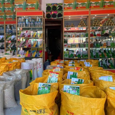 毛粉802番茄种子苗春季秋季阳台盆栽老品种粉果大西红柿柿子种籽图4
