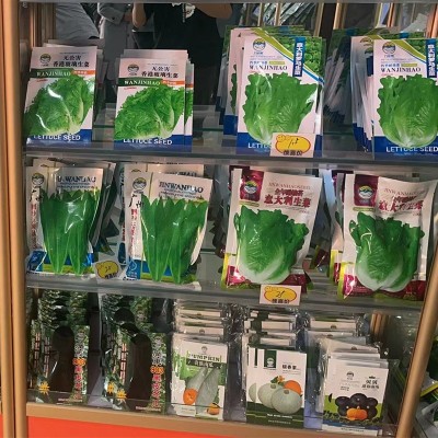 毛粉802番茄种子苗春季秋季阳台盆栽老品种粉果大西红柿柿子种籽图3