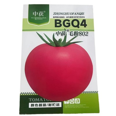 毛粉802番茄种子苗春季秋季阳台盆栽老品种粉果大西红柿柿子种籽图5