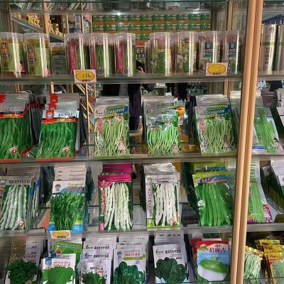超甜冰淇淋马蹄大番茄西红柿种子大田盆栽春夏秋四季播蔬菜种籽孑图3