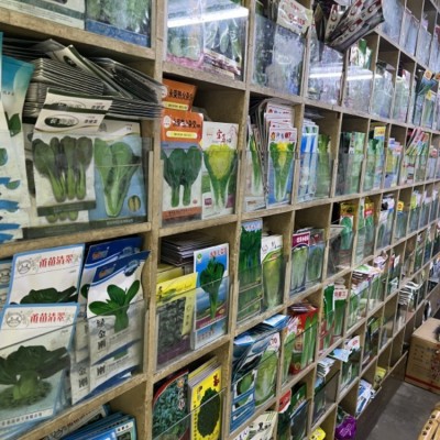 厂家批发甬春白萝卜种子农田菜地盆栽不易糠心脆爽白萝卜籽易种植图4