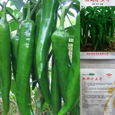 湘研种子湘研珍丽湘研十五号辣椒种子中熟高产浅绿色长牛角椒种图2