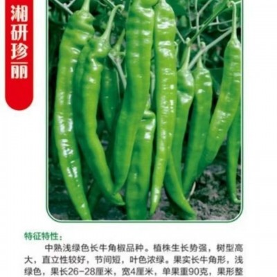 湘研种子湘研珍丽湘研十五号辣椒种子中熟高产浅绿色长牛角椒种图3