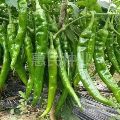 湘研种子湘研珍丽湘研十五号辣椒种子中熟高产浅绿色长牛角椒种图5