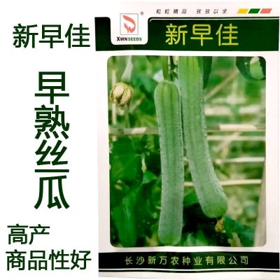 优质丝瓜种子长沙春润黄佳一号新早佳种子产量高耐寒性强含量10克图3