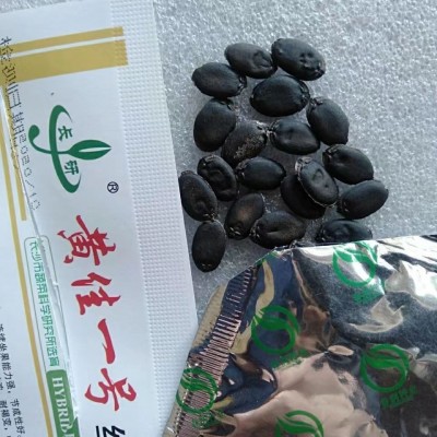 优质丝瓜种子长沙春润黄佳一号新早佳种子产量高耐寒性强含量10克图5