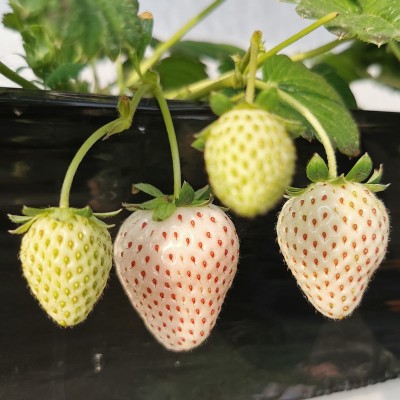 奶油白草莓种子 四季盆栽水果种籽春秋季庭院盆栽水果草莓种籽图3