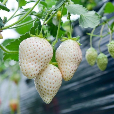 奶油白草莓种子 四季盆栽水果种籽春秋季庭院盆栽水果草莓种籽图2