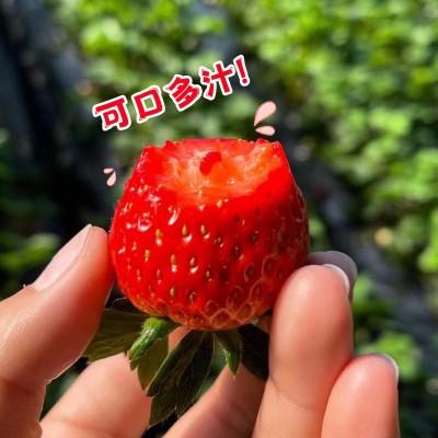 丹东99草莓生鲜水果新鲜红颜现摘应季九九草莓产地顺丰一件包邮图3