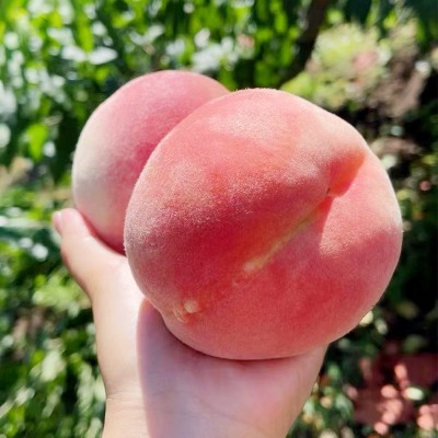 丹东河口艳红桃子新鲜当季水果脆甜孕妇水蜜桃顺丰五斤一件包邮图4