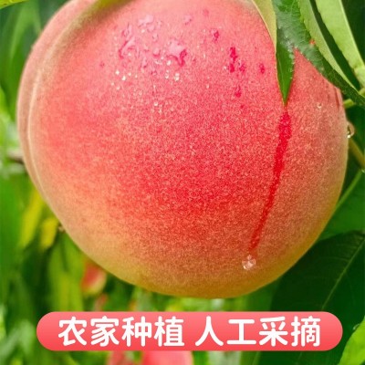 丹东河口艳红桃子新鲜当季水果脆甜孕妇水蜜桃顺丰五斤一件包邮图5
