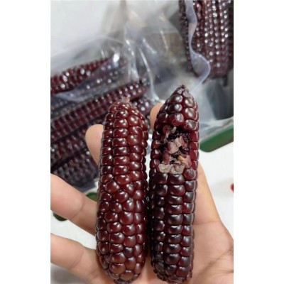 西双版纳紫金拇指玉米黑糯宝宝辅食代餐紫色手指小玉米新鲜糯玉米图5