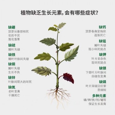 美乐棵907g缓释肥家庭园艺控释营养粒花卉月季玫瑰通用型批发图2