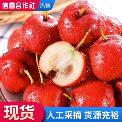 现货 山楂果 现摘大山楂山里红果 冰糖葫芦用山楂果 新鲜装鲜山楂图3