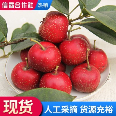 现货 山楂果 现摘大山楂山里红果 冰糖葫芦用山楂果 新鲜装鲜山楂图4
