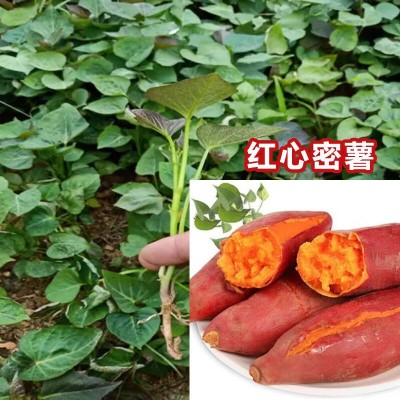 新鲜蜜薯.正宗山东沙地蜜薯.地瓜红薯烟薯25号烟薯店用批发50斤图4