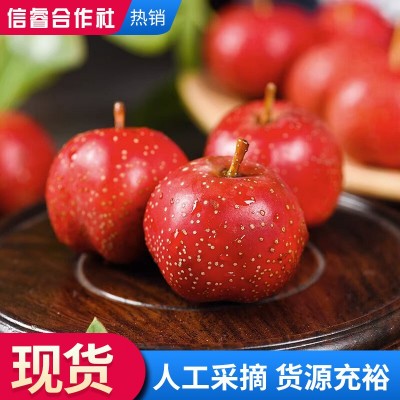 新鲜采摘山楂果 大果山楂现摘现发 冰糖葫芦原材料新鲜山楂图2