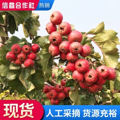新鲜采摘山楂果 大果山楂现摘现发 冰糖葫芦原材料新鲜山楂图3