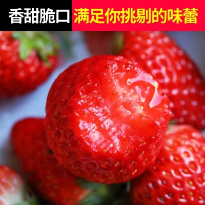 凉慕正宗大凉山奶油草莓现摘现发新鲜应季露天水果香甜美味大草莓图3